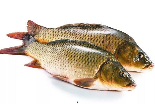 国产黑色鲤鱼视频在线,视频带你领略水中珍品风采