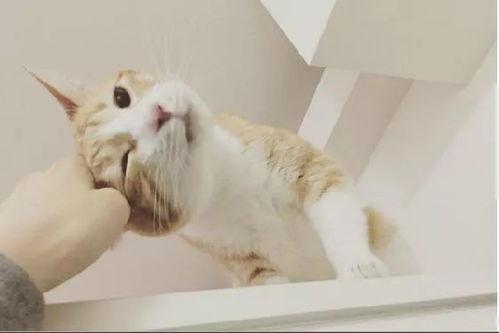 国产猫被毒害视频播放,网络曝光引发社会关注