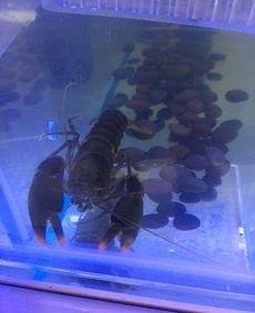 国产鳌虾养殖画面视频教程