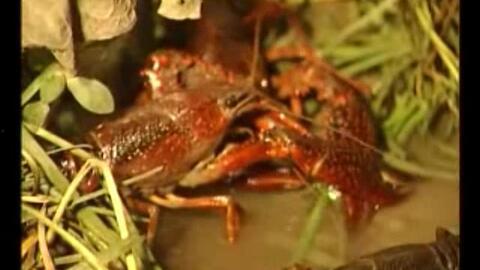 国产鳌虾养殖画面视频教程