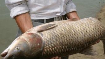 国产火腿钓鱼视频大全,趣味盎然的视频盛宴