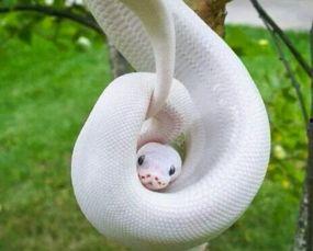 养国产蛇的视频,从视频看生态养殖新篇章  第1张