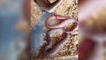 养国产蛇的视频,从视频看生态养殖新篇章  第2张