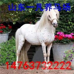 骑乘国产小矮马视频,萌态可掬的亲子时光